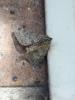 Phigalia pilosaria